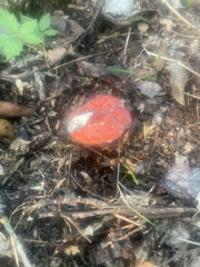 Amanita parcivolvata