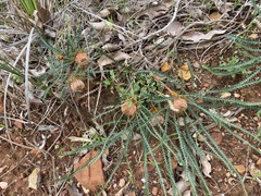 Banksia dallanneyi
