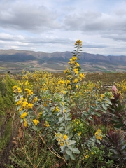 Stirtonanthus taylorianus