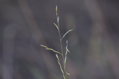 Cleistogenes serotina