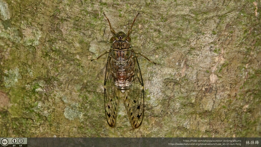 Formosemia apicalis