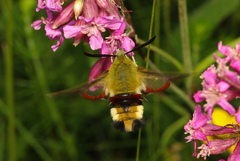 Hemaris fuciformis