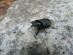 Dorcus parallelipipedus