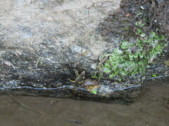 Lacerta schreiberi