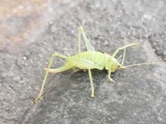 Meconema meridionale