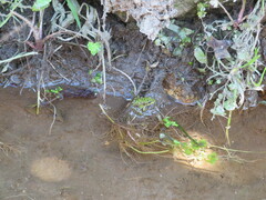 Pelophylax perezi