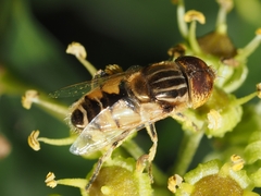 Eristalinus