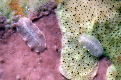 Cryptoplacoidea