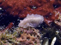 Cryptoplax elioti
