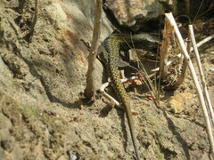 Podarcis bocagei