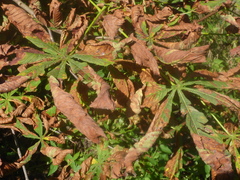 Cameraria ohridella