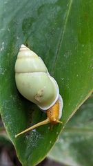 Amphidromus