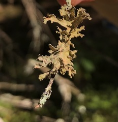 Tuckermanopsis chlorophylla