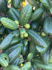 Frangula californica