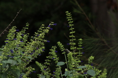 Lampornis clemenciae