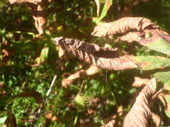 Cameraria ohridella