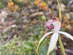 Caladenia × cala
