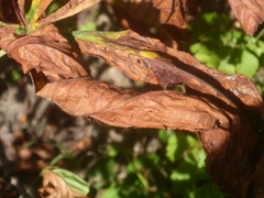 Cameraria ohridella