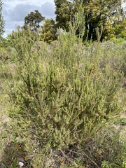 Leucadendron levisanus