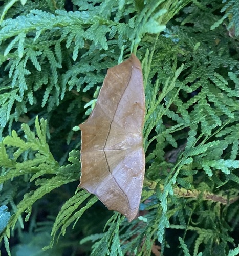 Large Maple Spanworm Moth photo 4