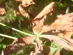 Cameraria ohridella