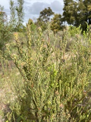Leucadendron levisanus