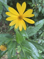 Helianthus strumosus