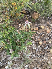 Caladenia × cala