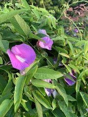 Centrosema virginianum