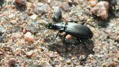 Pterostichus niger