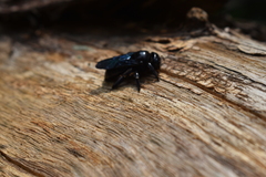 Xylocopa
