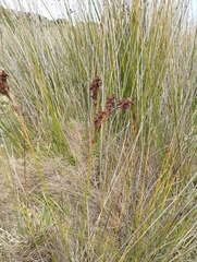 Juncus acutus