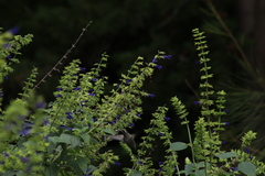Lampornis clemenciae