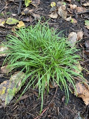 Carex pedunculata