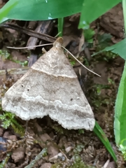 Phalaenophana pyramusalis
