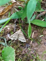 Phalaenophana pyramusalis