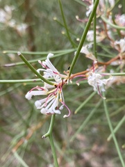 Hakea trifurcata