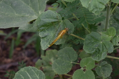 Crocothemis servilia