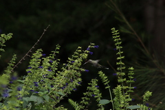 Lampornis clemenciae