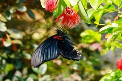 Papilio memnon heronus