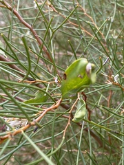 Hakea trifurcata