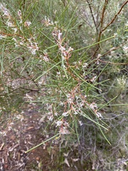 Hakea trifurcata