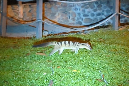 Banded Palm Civet
