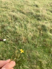 Ranunculus flammula