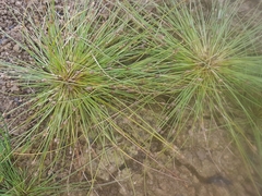 Eleocharis ovata