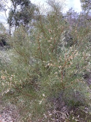 Hakea trifurcata