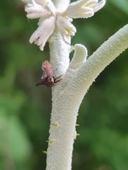 Acanthuchus trispinifer