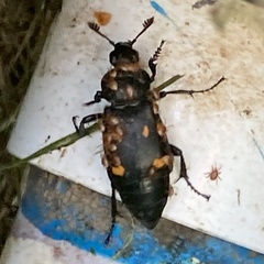 Nicrophorus defodiens