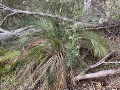 Macrozamia riedlei