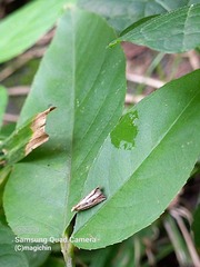 Bactra